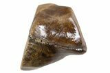 Fossil Dinosaur (Triceratops) Shed Tooth - Montana #341130-1